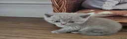 British Shorthair cats for sale: 🐾 Beautiful British Shorthair Kittens  🐾 in Coventry - Advert 10