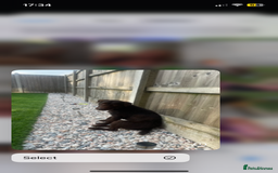 Mixed Breed dogs for sale: Patterdale terrier cross - Image 9