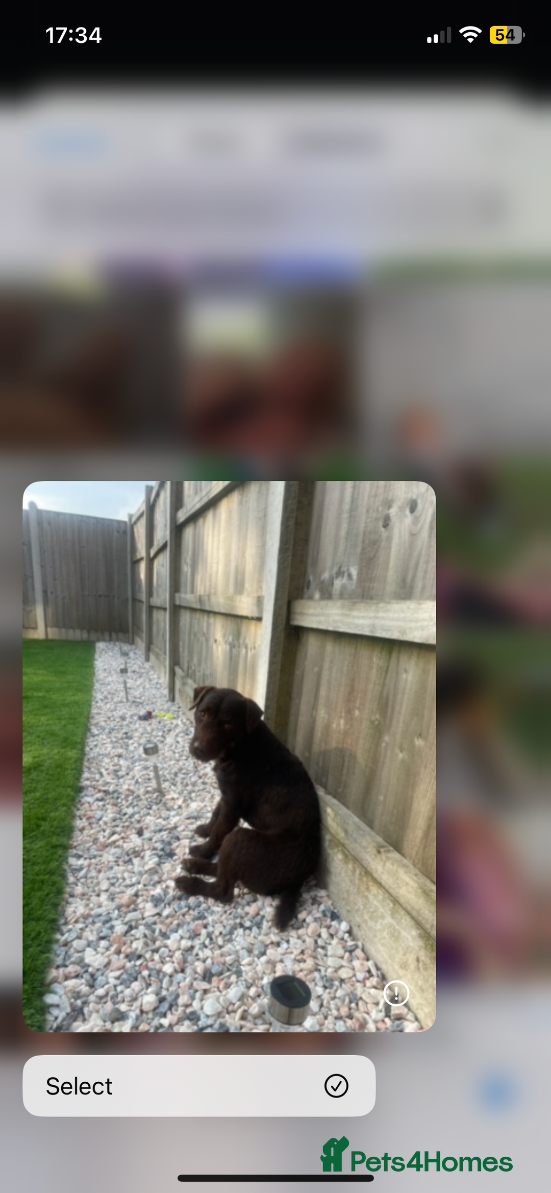 Mixed Breed dogs for sale: Patterdale terrier cross - Image 9