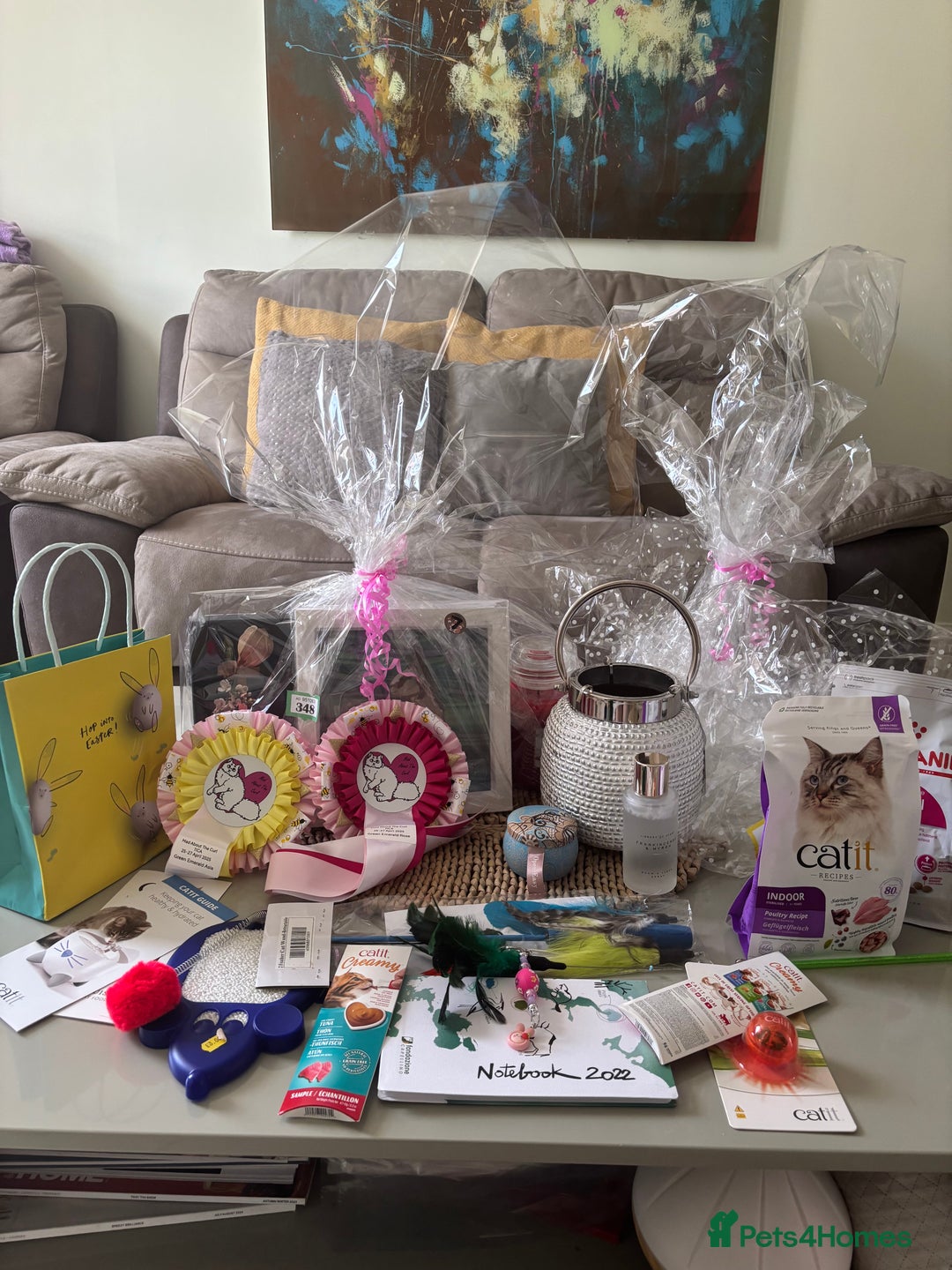 Abyssinian cats for sale: Pure pedigree fawn Abyssinian kittens 🐱  - Advert 22