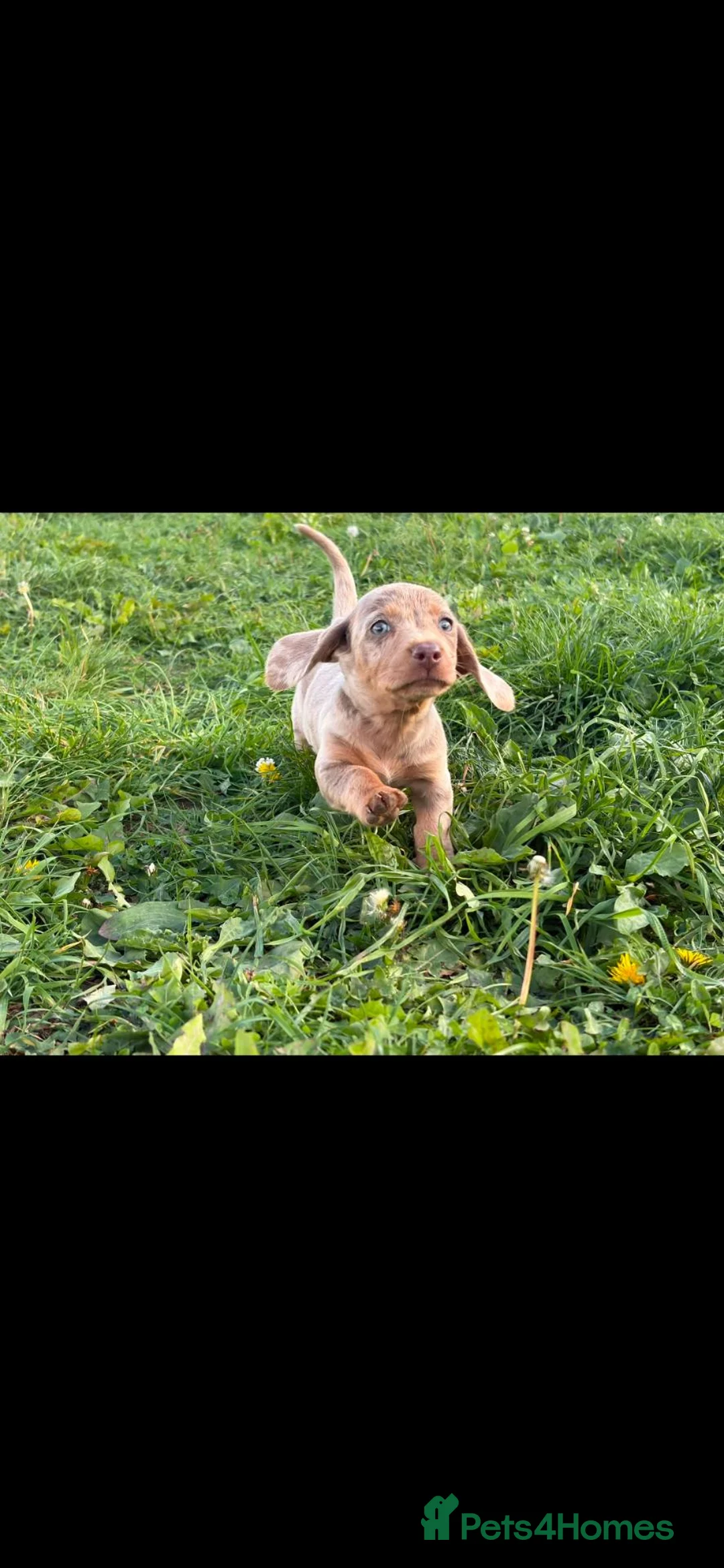 Miniature Dachshund dogs for sale: 2 girls 2 boys ready to go in 2 weeks  - Advert 11