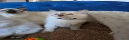 Ragdoll cats for sale: Registered/Pedigree/Stunning/Ragdolls  - Advert 22