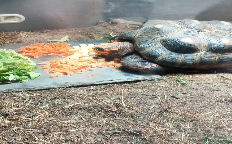 Tortoise reptiles - Advert 5