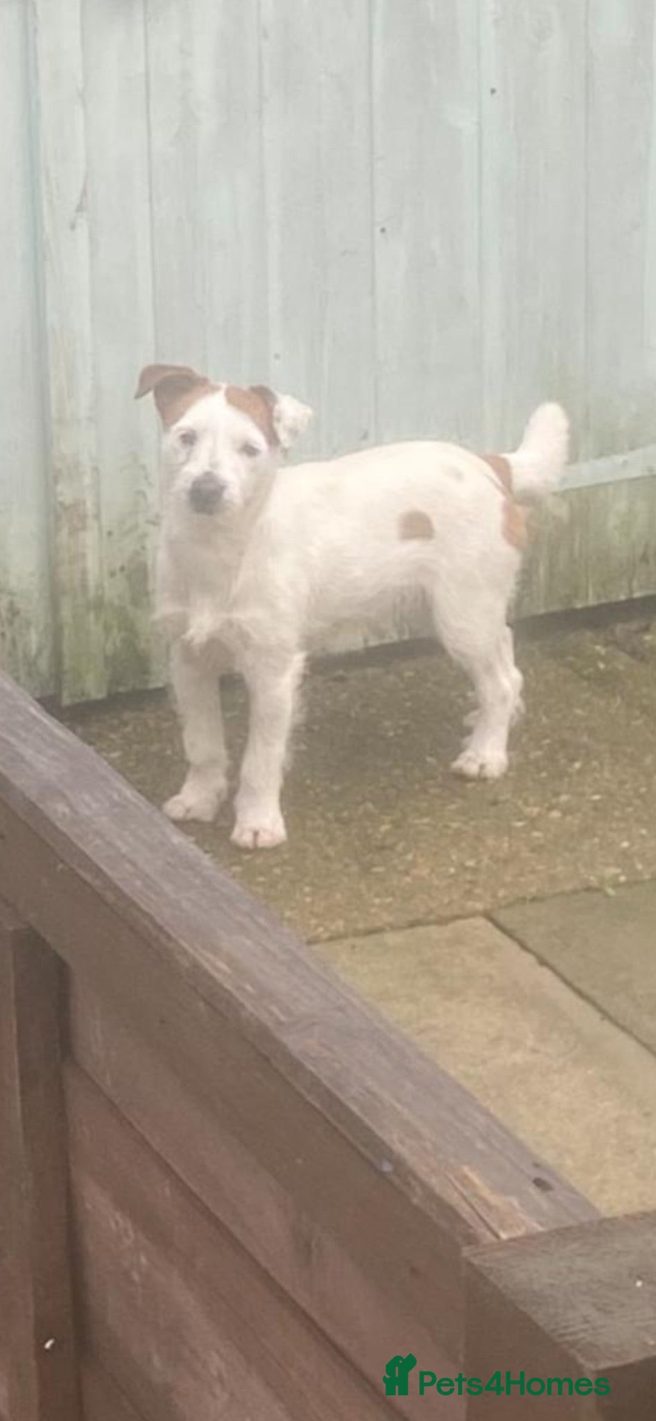 Mixed Breed dogs Parsons x Jack russel  - Advert 1