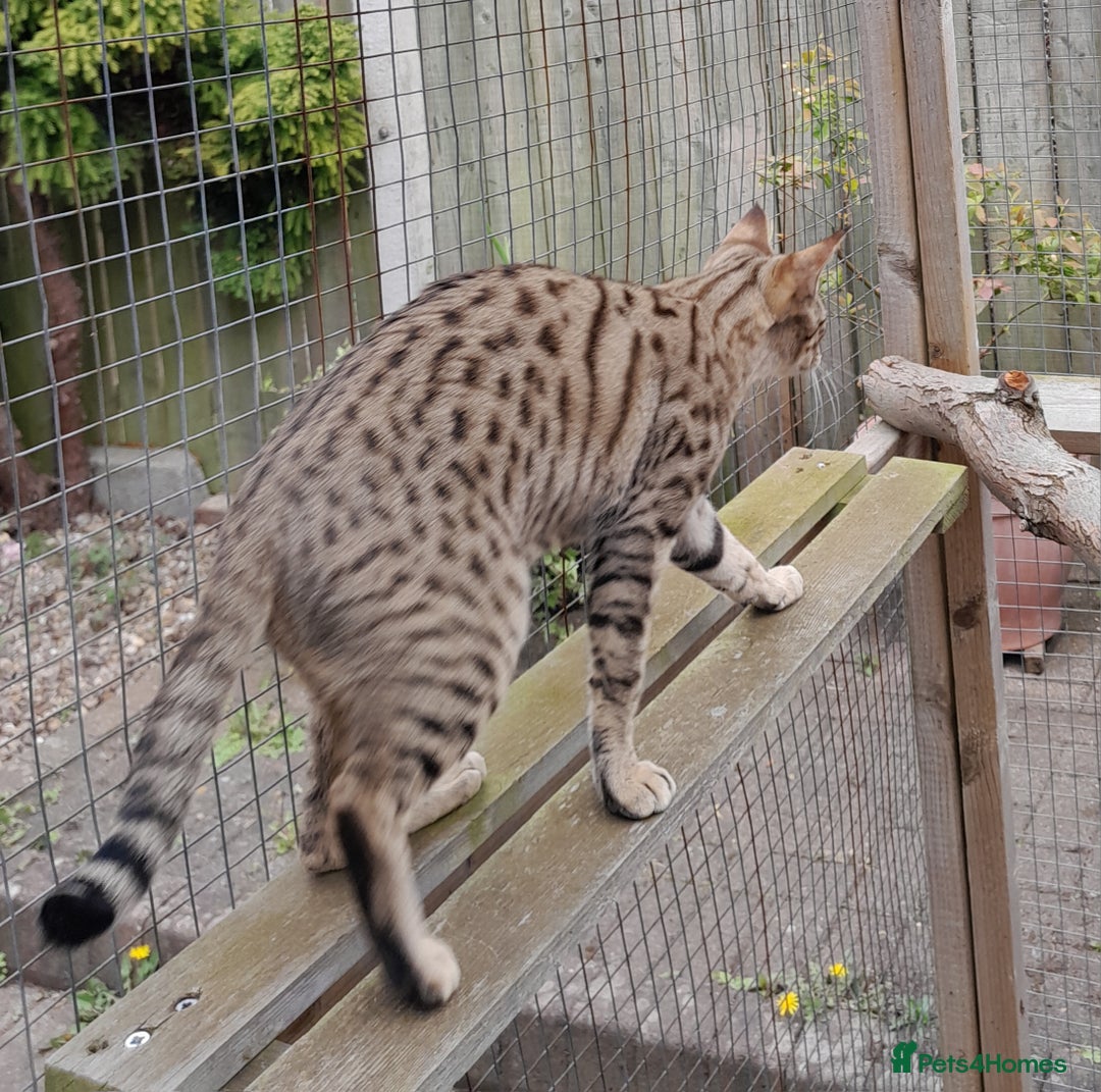 Savannah cats for sale: Pedigree Early generation TICA Reg Savannah Lady in Darlington - Image 22