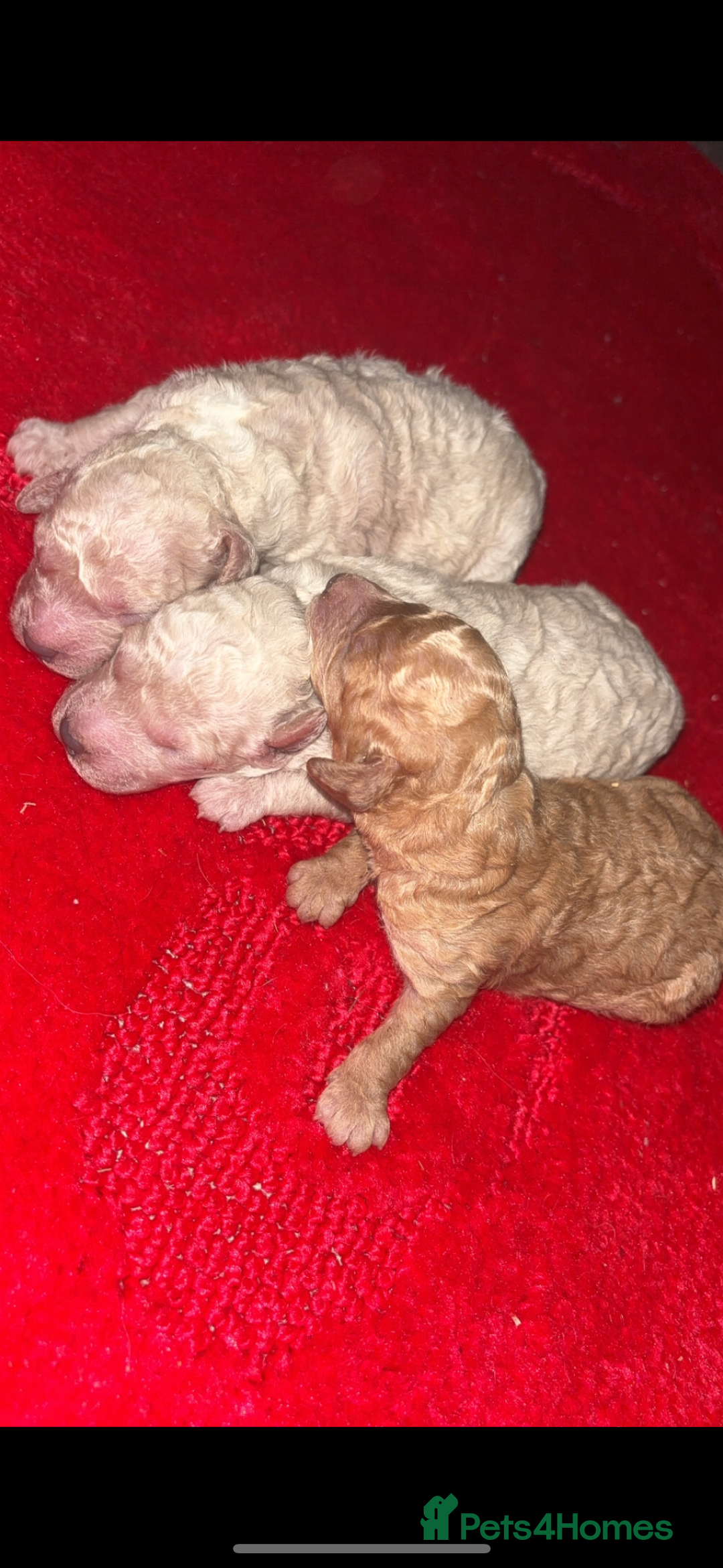 Miniature Poodle dogs for sale: Poodle puppies - Advert 3