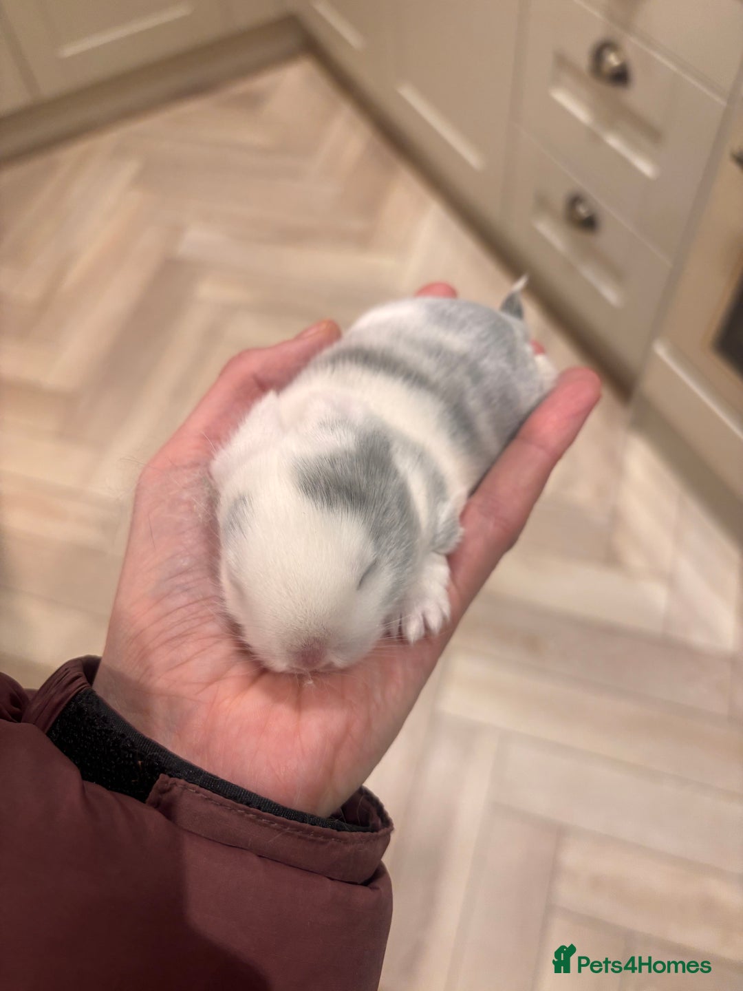 Mini Lop rabbits for sale: Mini lop babies - Advert 2