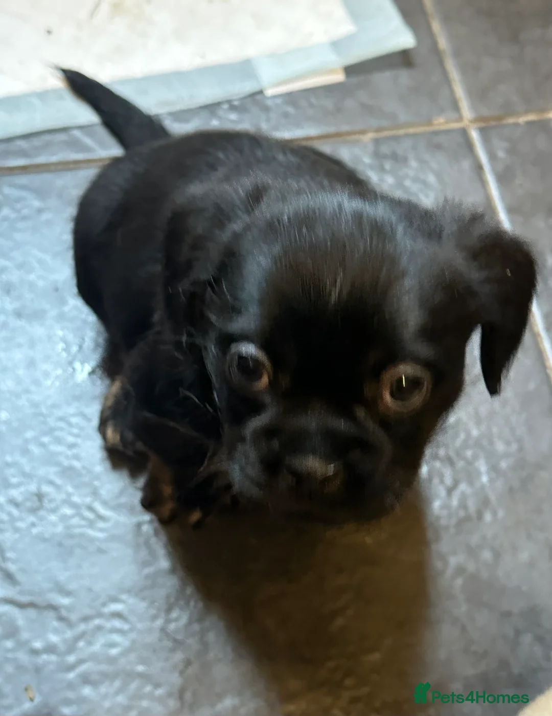 Mixed Breed dogs for sale: Puppies  - Advert 3
