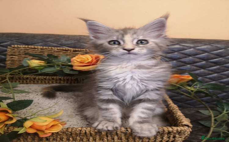 Maine Coon cats - Advert 11