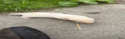 Ferret rodents for sale: 1 sandy hob and 1 Jill available  - Advert 5