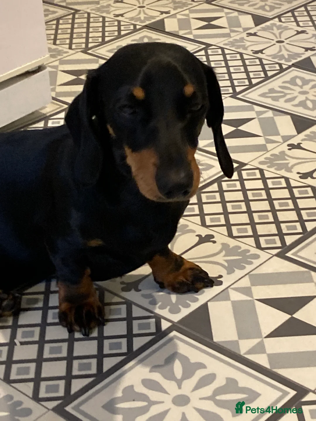 Miniature Dachshund dogs for stud: STUD 2 KC registered Miniature Dachshunds  - Advert 7