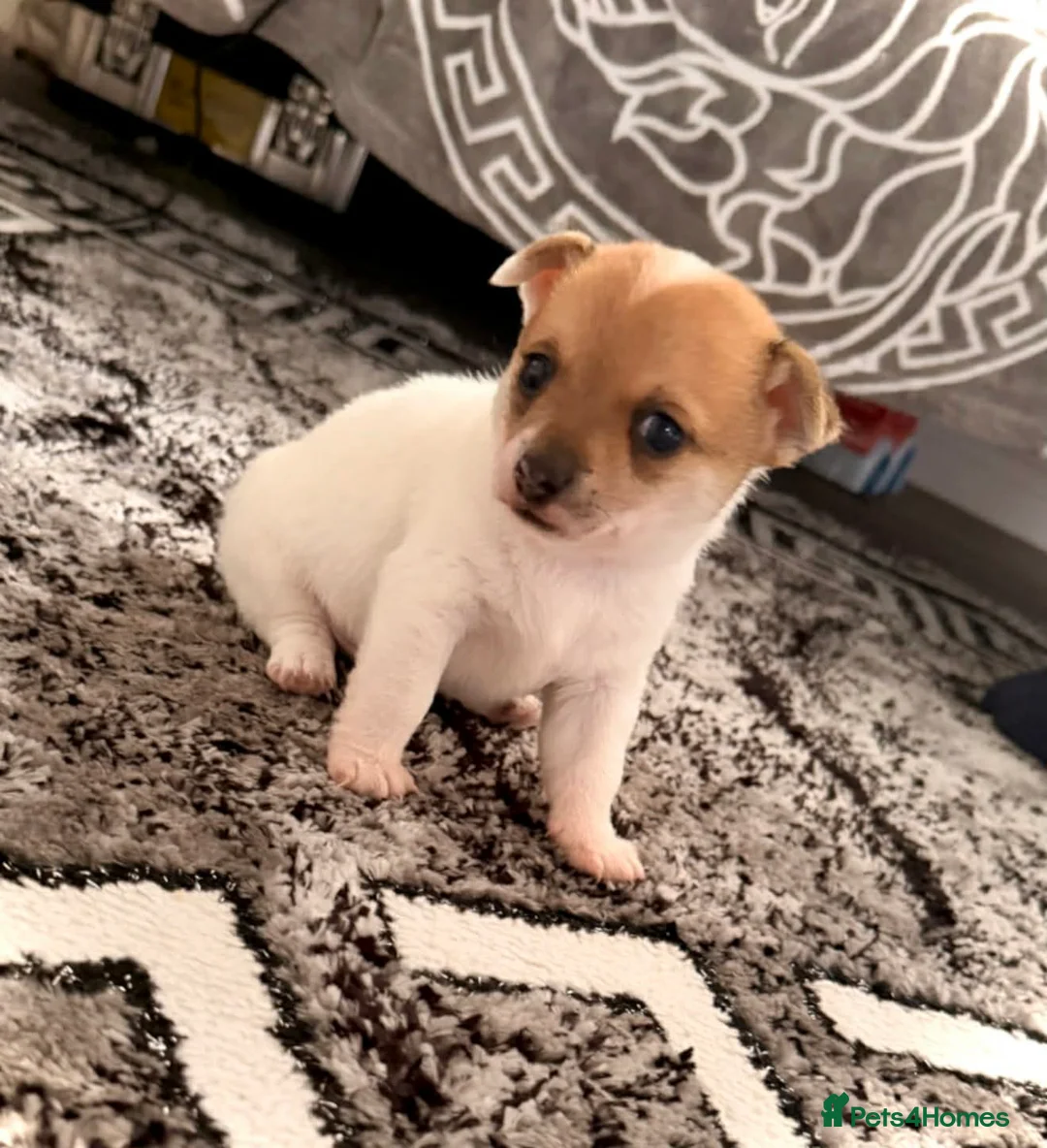 Pomchi dogs for sale: Dog chihuahua in Doncaster - Advert 2