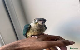 Conures birds for sale: 100% SILLY TAME HAND REARED DNA SEXED BABY CONURES - Image 5