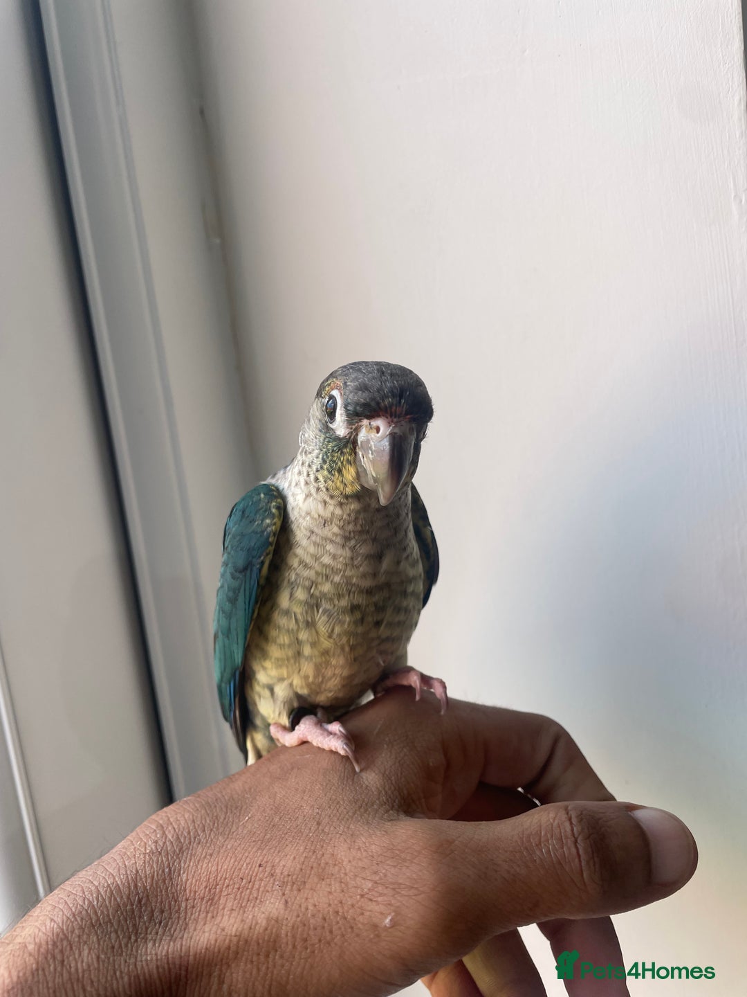 Conures birds for sale: 100% SILLY TAME HAND REARED DNA SEXED BABY CONURES - Image 5