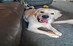 Golden Retriever dogs for sale: Stunning Golden Retriever boy - Image 9