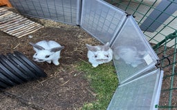 Mixed Breed rabbits for sale: mixed breed baby bunnies  - Image 20