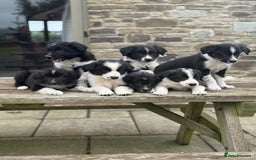 Welsh Collie dogs for sale: Beautiful Welsh Collie Puppies FOR SALE - Image 2