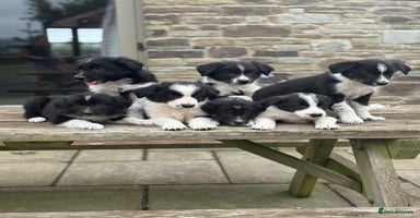 Welsh Collie dogs - Advert 1