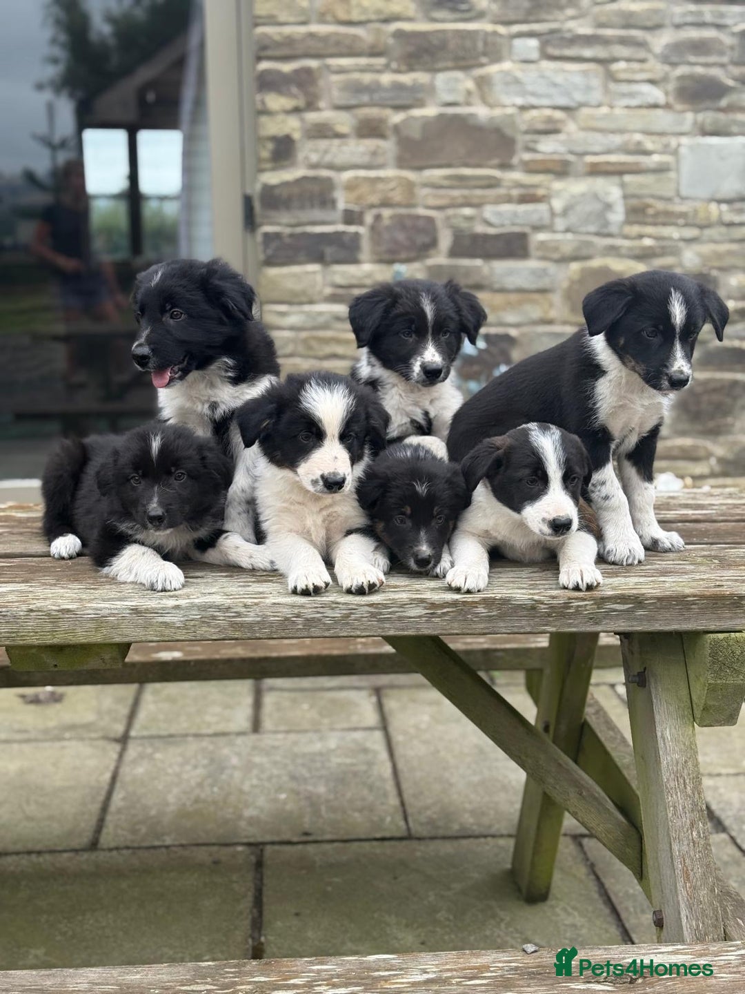 Welsh Collie dogs for sale: Beautiful Welsh Collie Puppies FOR SALE - Image 2