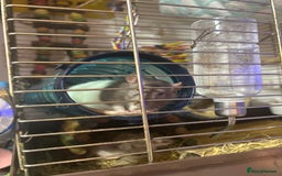 Rat rodents for sale: Rat for sale - Image 3