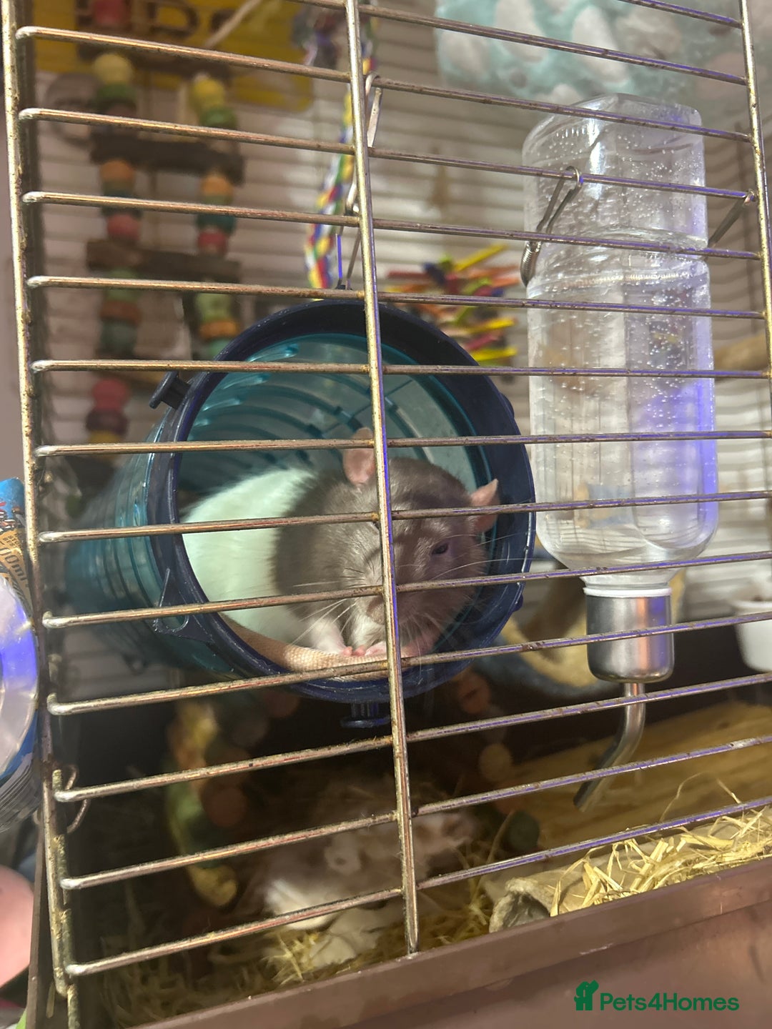 Rat rodents for sale: Rat for sale - Image 3