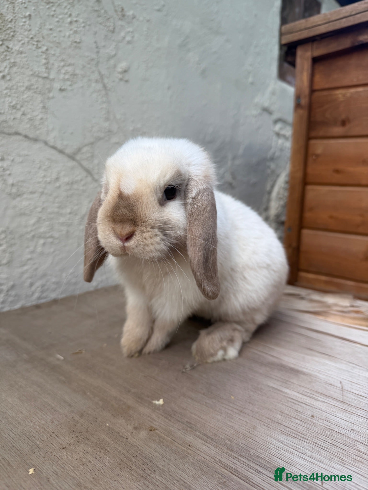 Mini Lop rabbits Beautiful Young Mini Lop Friendly & Sweet Nature - Advert 2