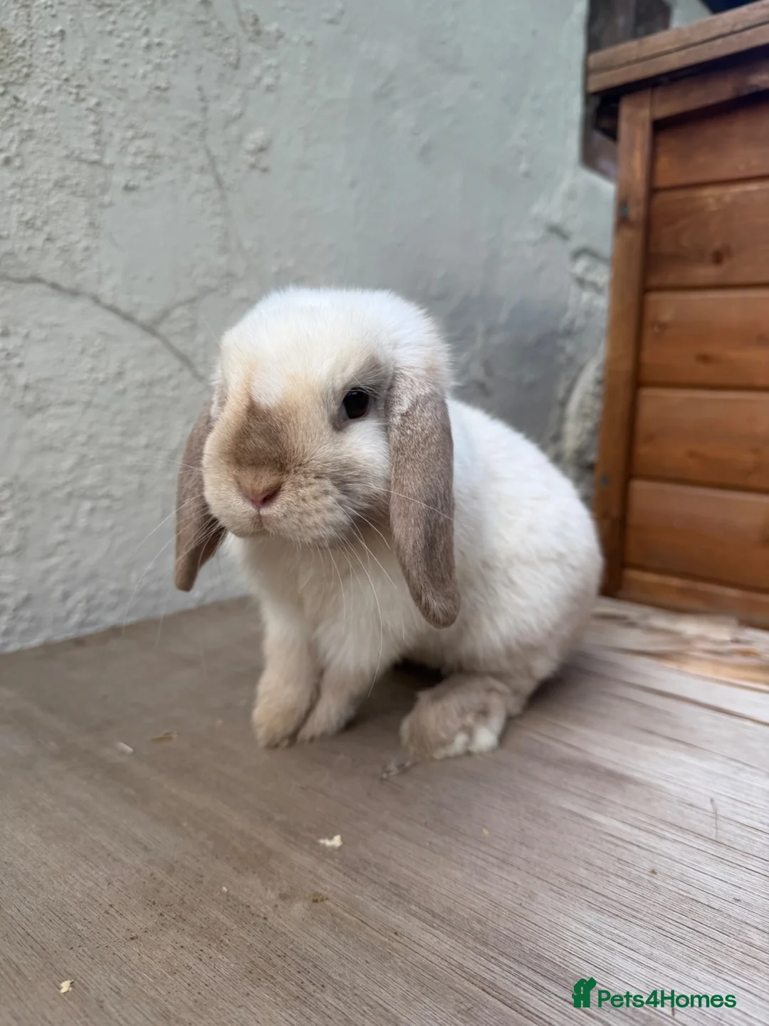 Mini Lop rabbits for sale: Beautiful Young Mini Lop Friendly & Sweet Nature - Advert 1