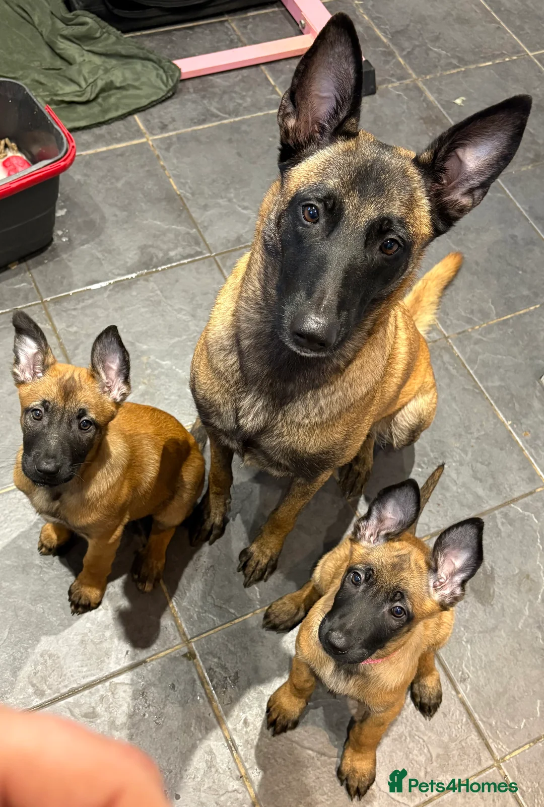 Belgian Shepherd Dog dogs for sale: Belgian Malinois Puppies - Ready to leave! - Advert 5