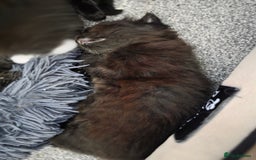 British Longhair cats for sale: 7 kittens boys and girls. British longhair cross  - Image 16