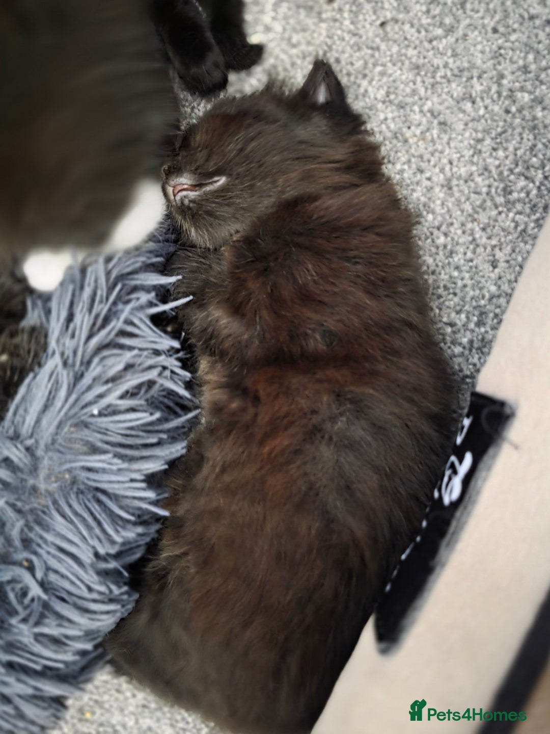 British Longhair cats for sale: 7 kittens boys and girls. British longhair cross  - Image 16