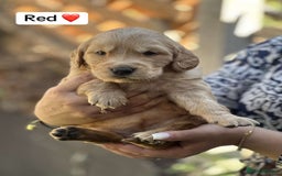 Golden Retriever dogs for sale: PEDIGREE HEALTH TESTED GOLDEN RETRIVER PUPPIES KC - Image 25