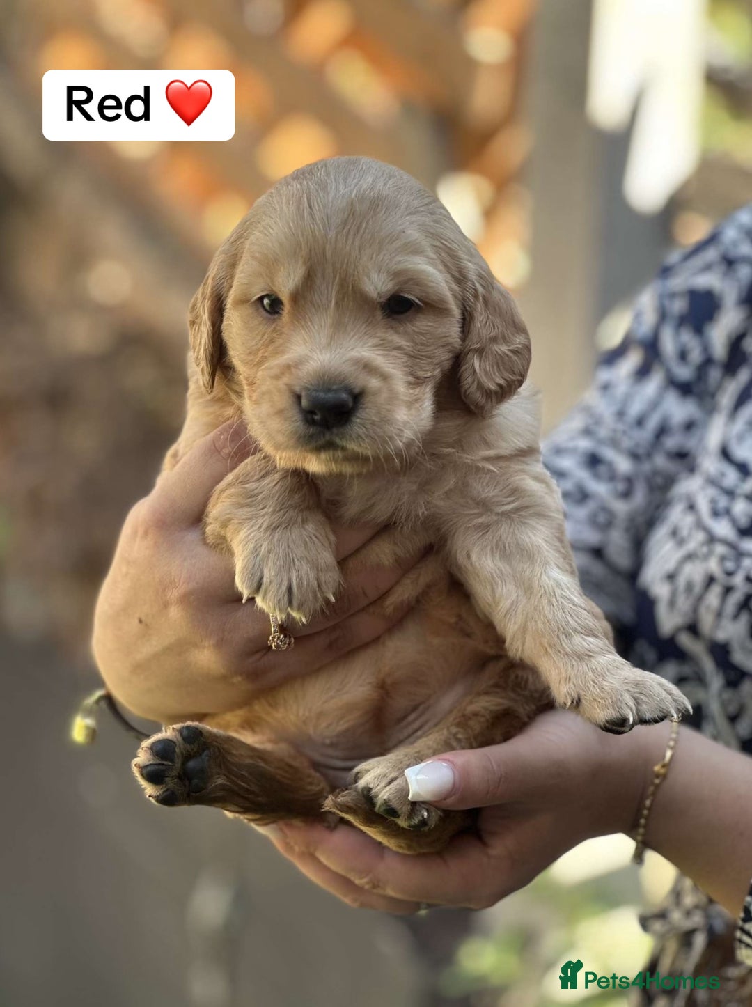 Golden Retriever dogs for sale: PEDIGREE HEALTH TESTED GOLDEN RETRIVER PUPPIES KC - Image 25