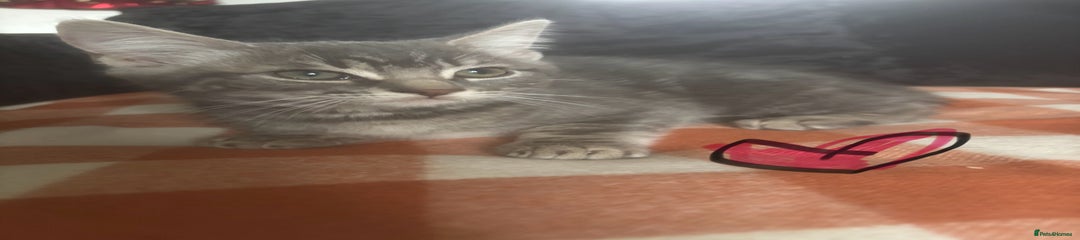 British Longhair Kitten 3