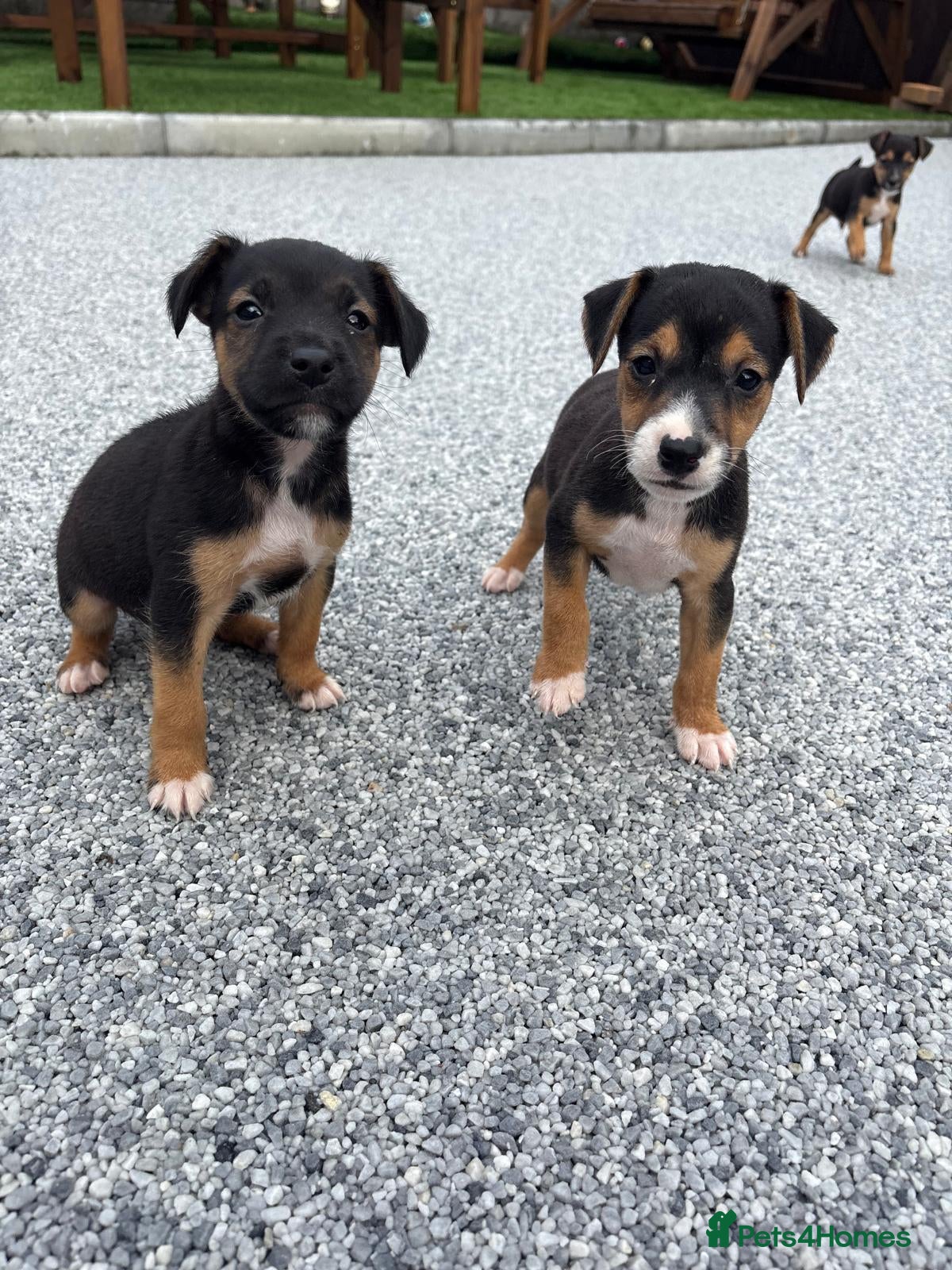 Mixed Breed dogs Border lakeland Russell pups for sale - Advert 2