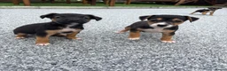 Mixed Breed dogs for sale: Border lakeland Russell pups for sale in Merthyr Tydfil - Advert 2