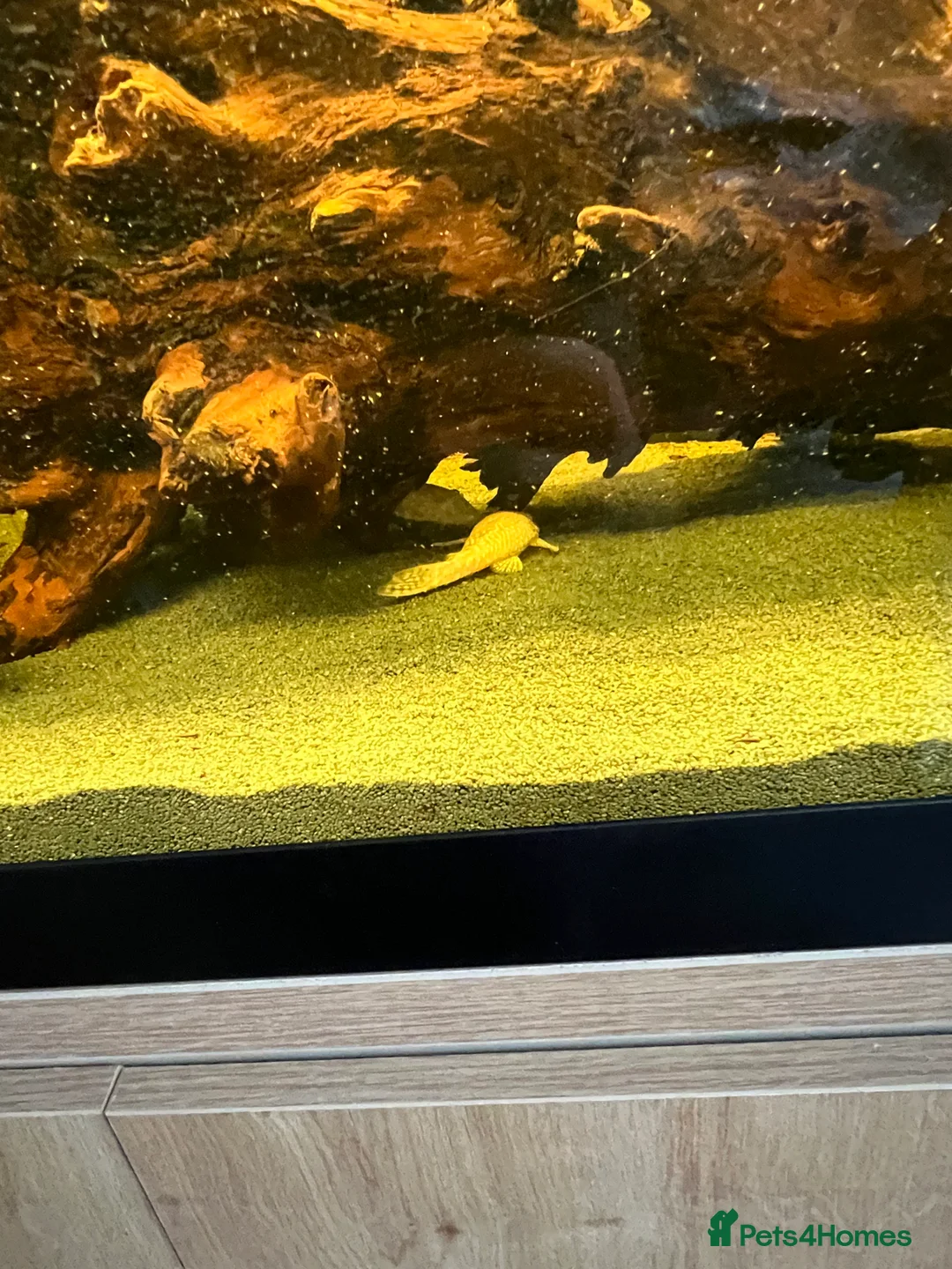 Plecos fish for sale: Bristilnose Pleco  - Advert 3