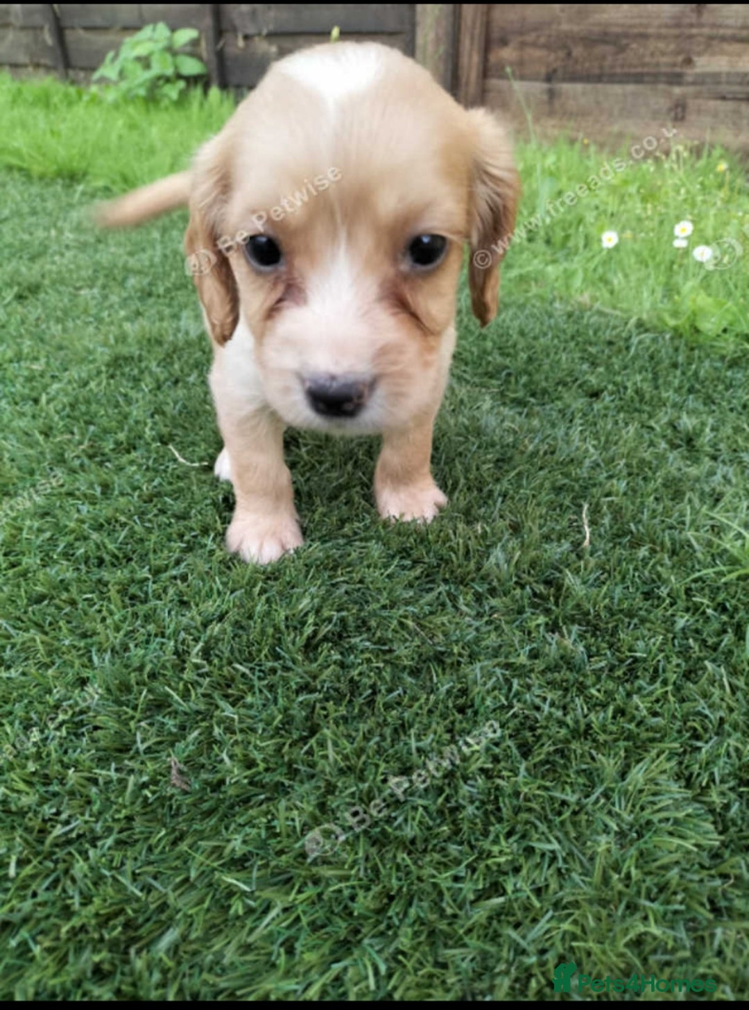 Cocker Spaniel dogs for sale: Cocker puppies for sale - Image 2