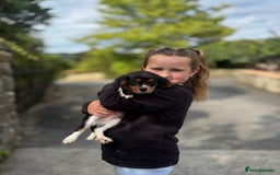 Cavalier King Charles Spaniel dogs for sale: Gorgeous Black Tan and Tri Cavalier Puppies - Image 3