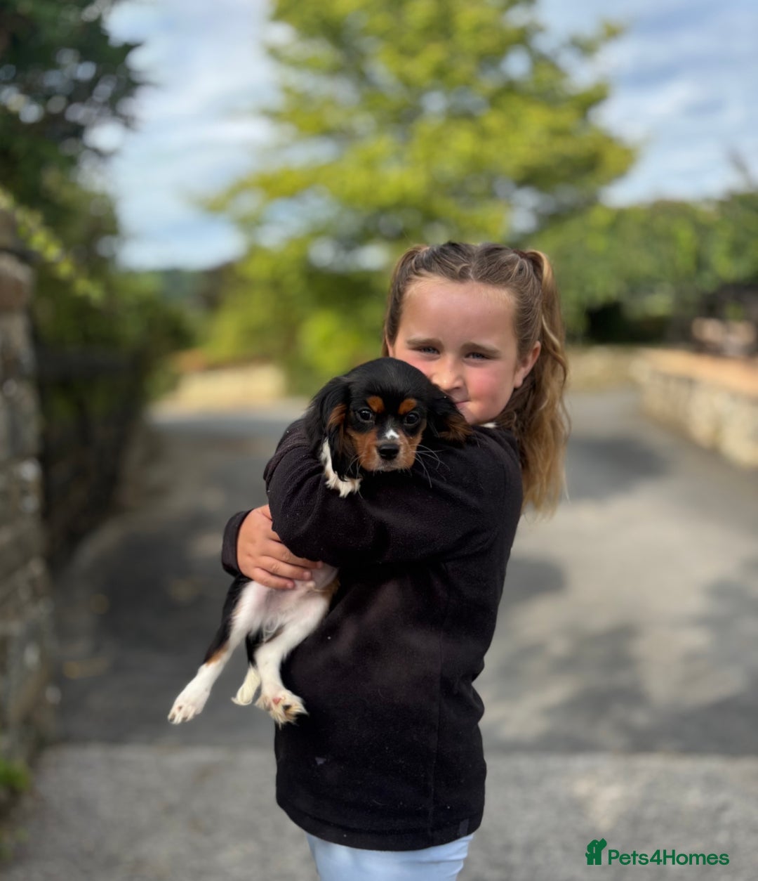 Cavalier King Charles Spaniel dogs for sale: Gorgeous Black Tan and Tri Cavalier Puppies - Image 3