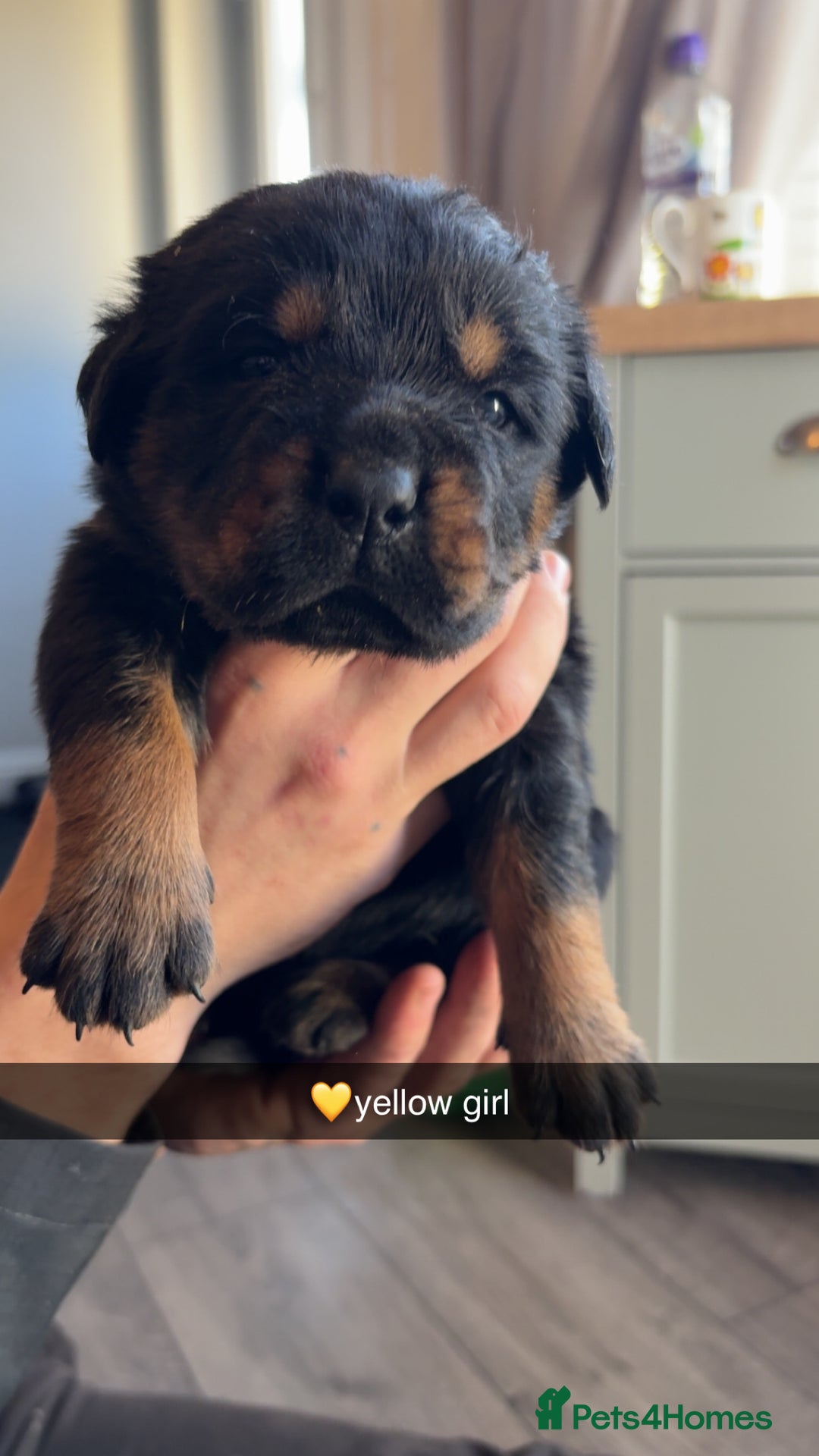 Rottweiler dogs for sale: Big boned chunky Rottweiler puppies - Advert 23