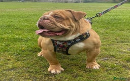 English Bulldog dogs for stud: REGGIE in Bilston - Image 5