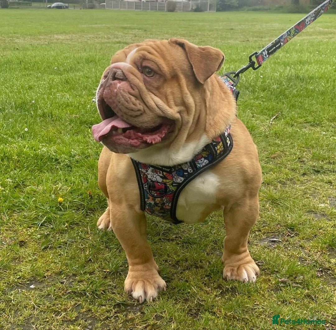 English Bulldog dogs for stud: REGGIE in Bilston - Image 5