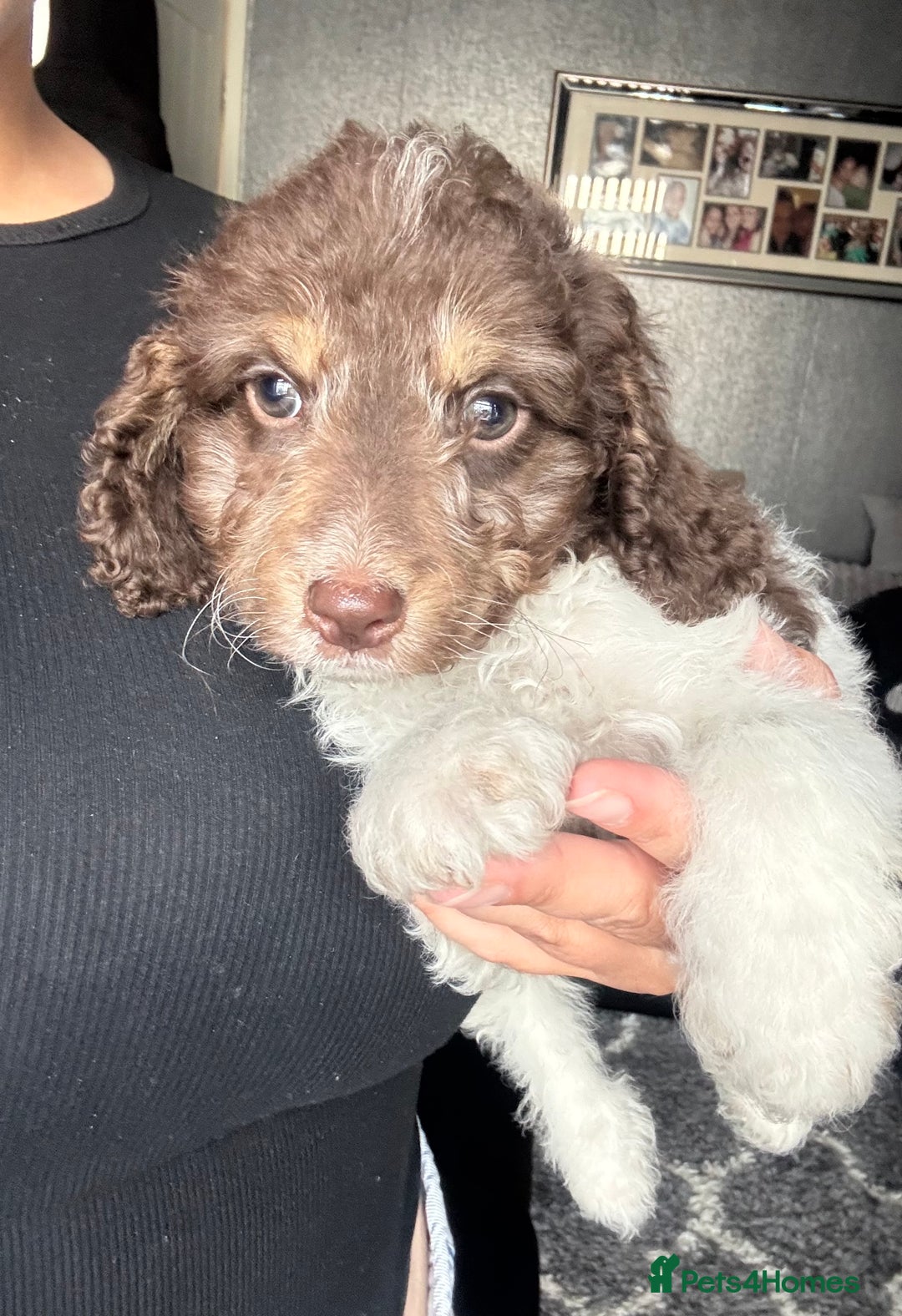 Cockapoo dogs for sale: 2 male cockapoo puppies  - Image 2