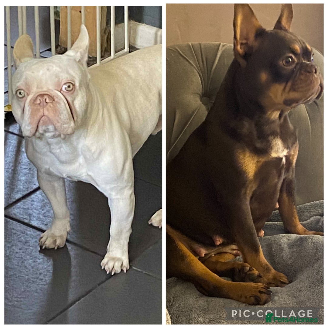 French Bulldog dogs for sale: Beautiful French bulldogs  - Advert 7