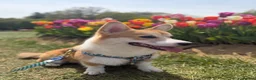 Welsh Corgi Pembroke dogs for stud: KC Registered Pembroke Welsh Corgi Stud Available in London - Advert 5