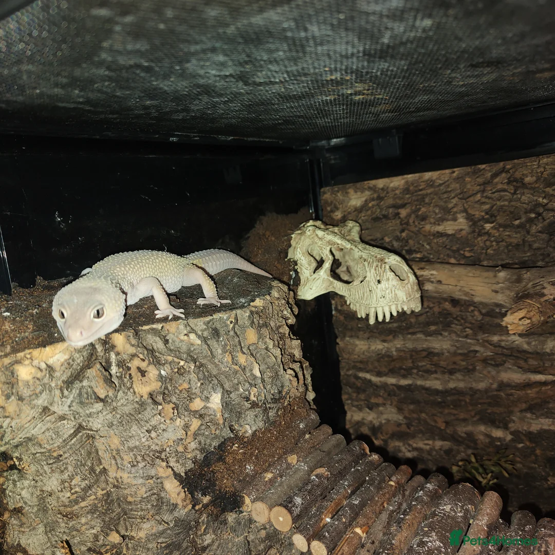 Leopard Gecko reptiles for sale: 🦎 Leopard Gecko in London - Advert 10