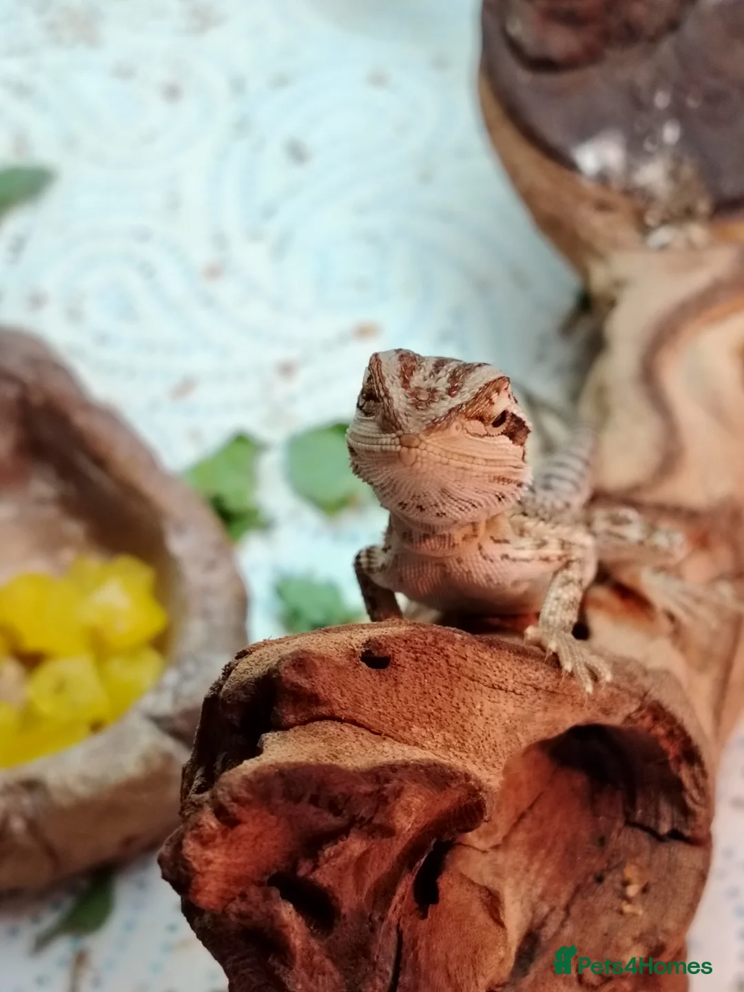 Bearded Dragon reptiles for sale: Baby Bearded Dragons - Advert 8