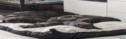Staffordshire Bull Terrier dogs for sale: Blue Staffordshire bull terriers  - Advert 21
