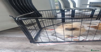 Pomeranian dogs in Bolton - Advert 4