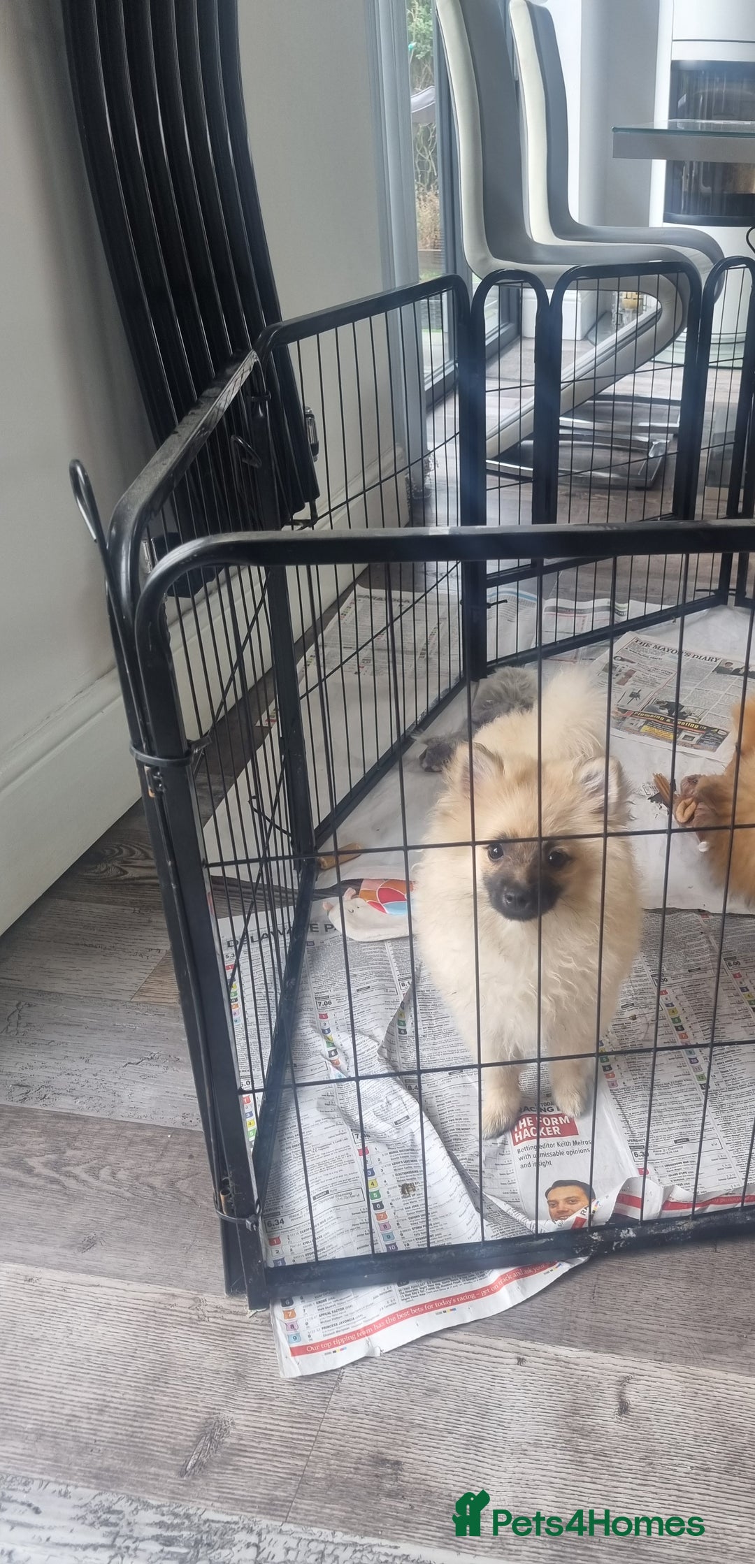 Pomeranian dogs for sale: Adorable Pomeraniums  in Bolton - Image 3
